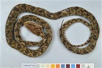 藏品(龜殼花)的圖片